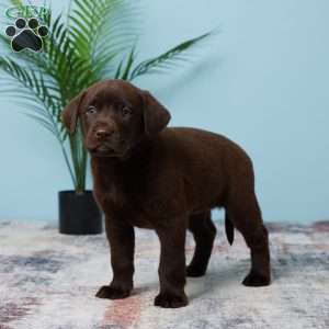 Tammie, Chocolate Labrador Retriever Puppy
